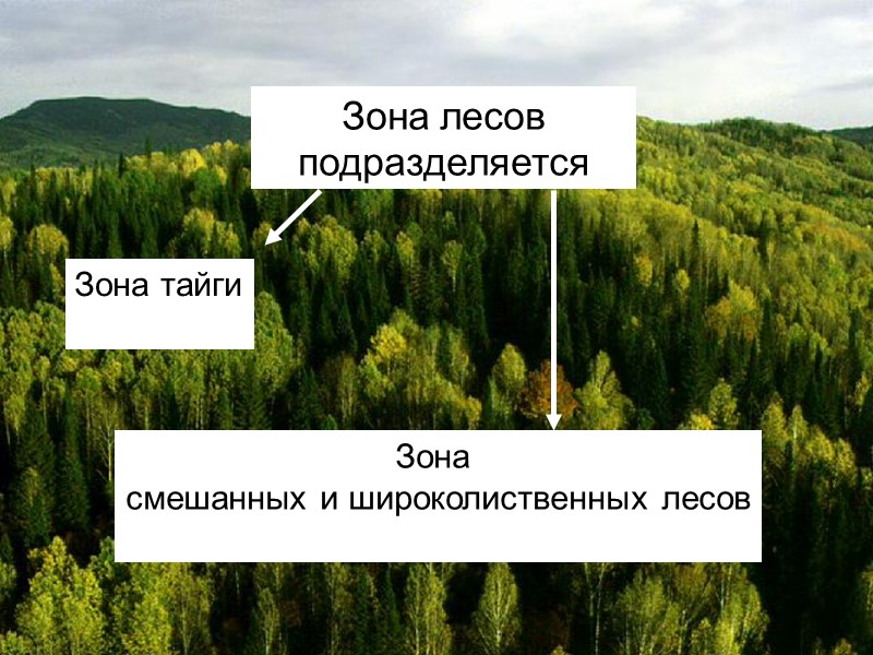 Зона лесов  подразделяется Зона тайги  Зона  смешанных и широколиственных лесов